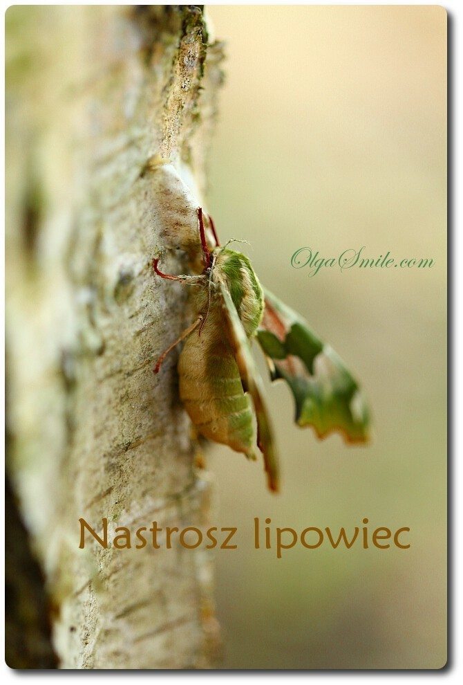 Nastrosz lipowiec