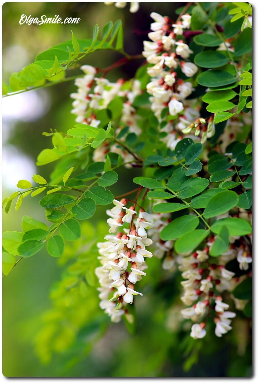 Kwitnąca robinia akacjowa