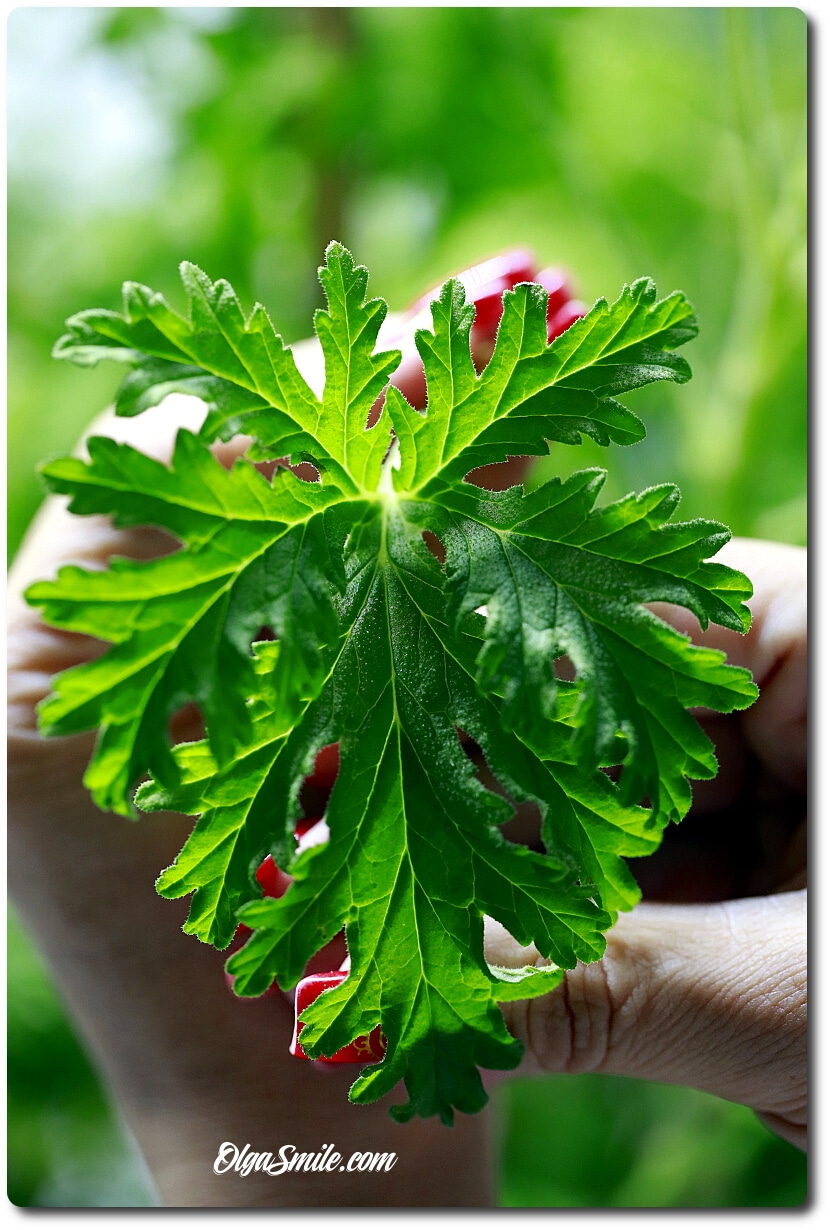 GERANIUM