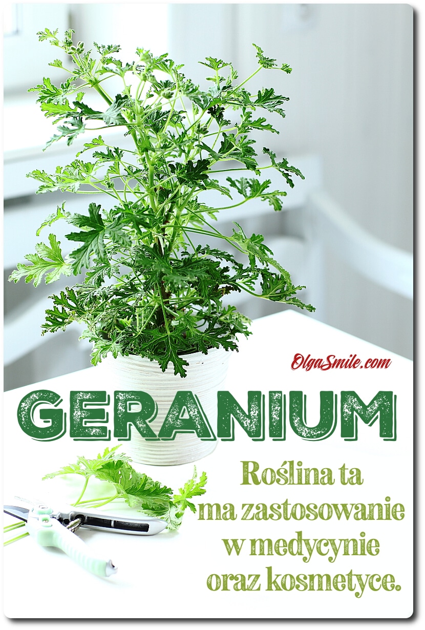 NALEWKA Z GERANIUM