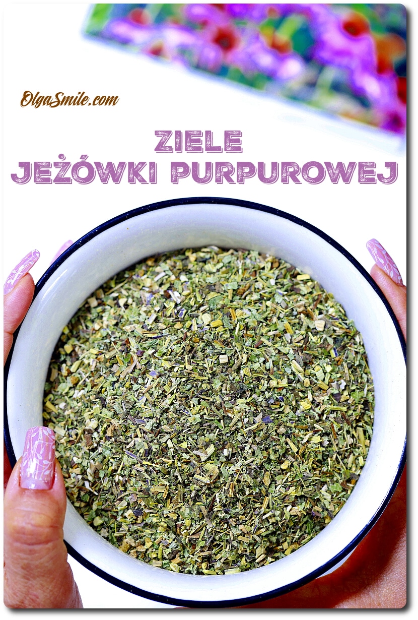 Echinacea czyli jeżówka purpurowa