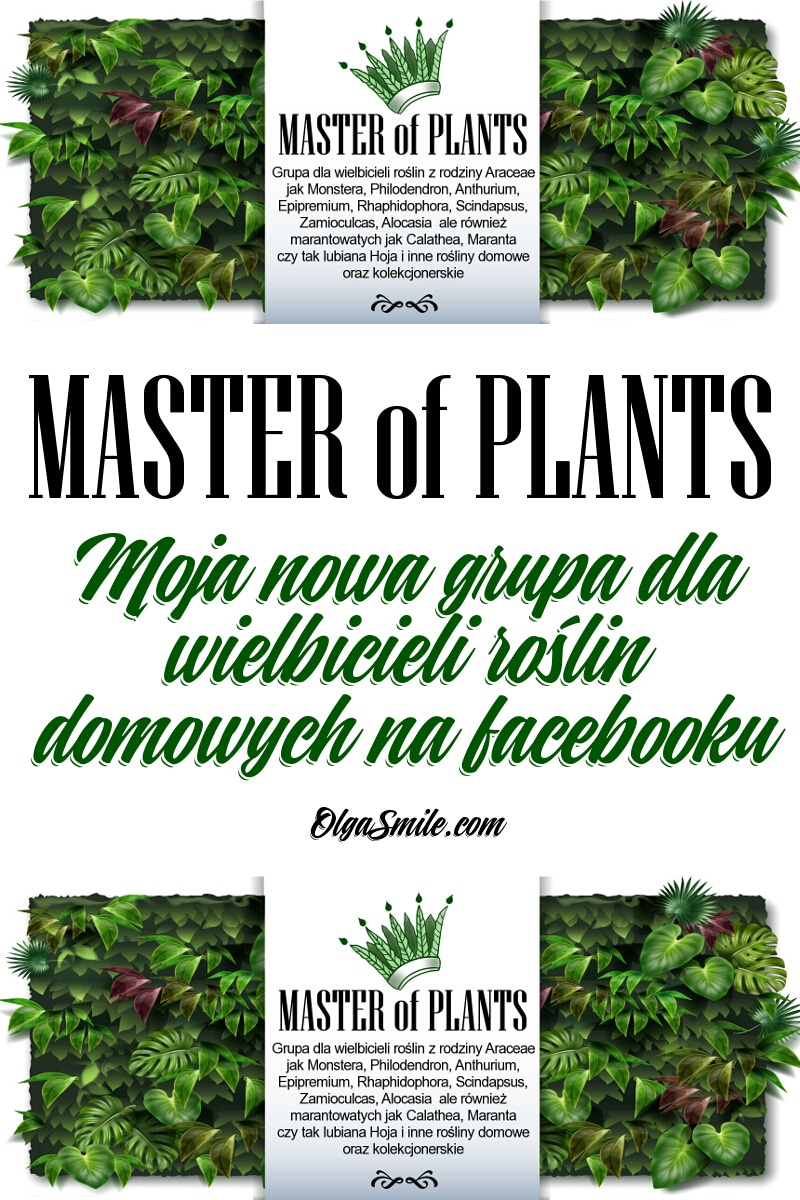 MASTER of PLANTS rośliny doniczkowe