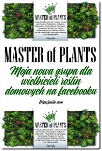 MASTER of PLANTS rośliny doniczkowe