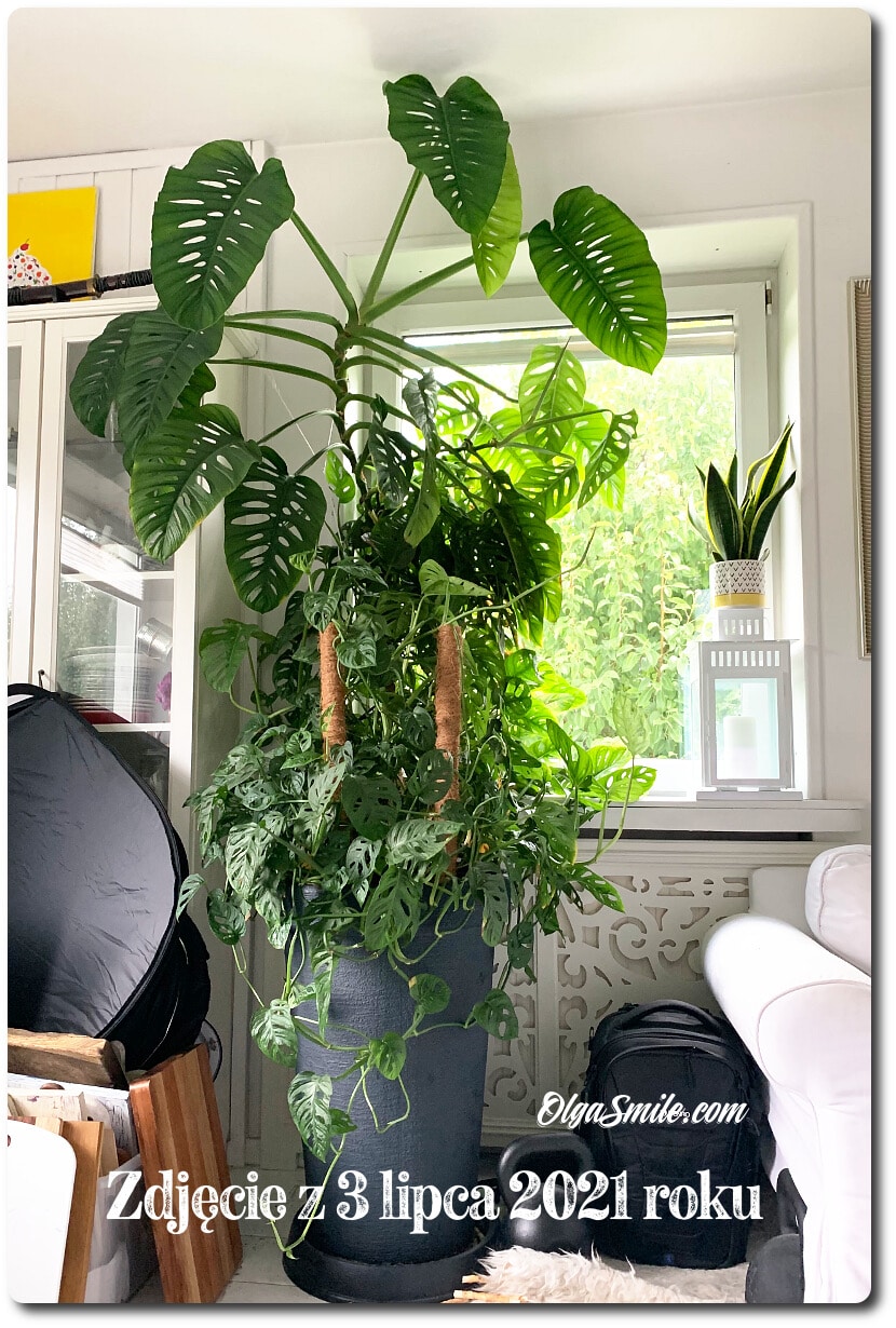 MONSTERA ADANSONII