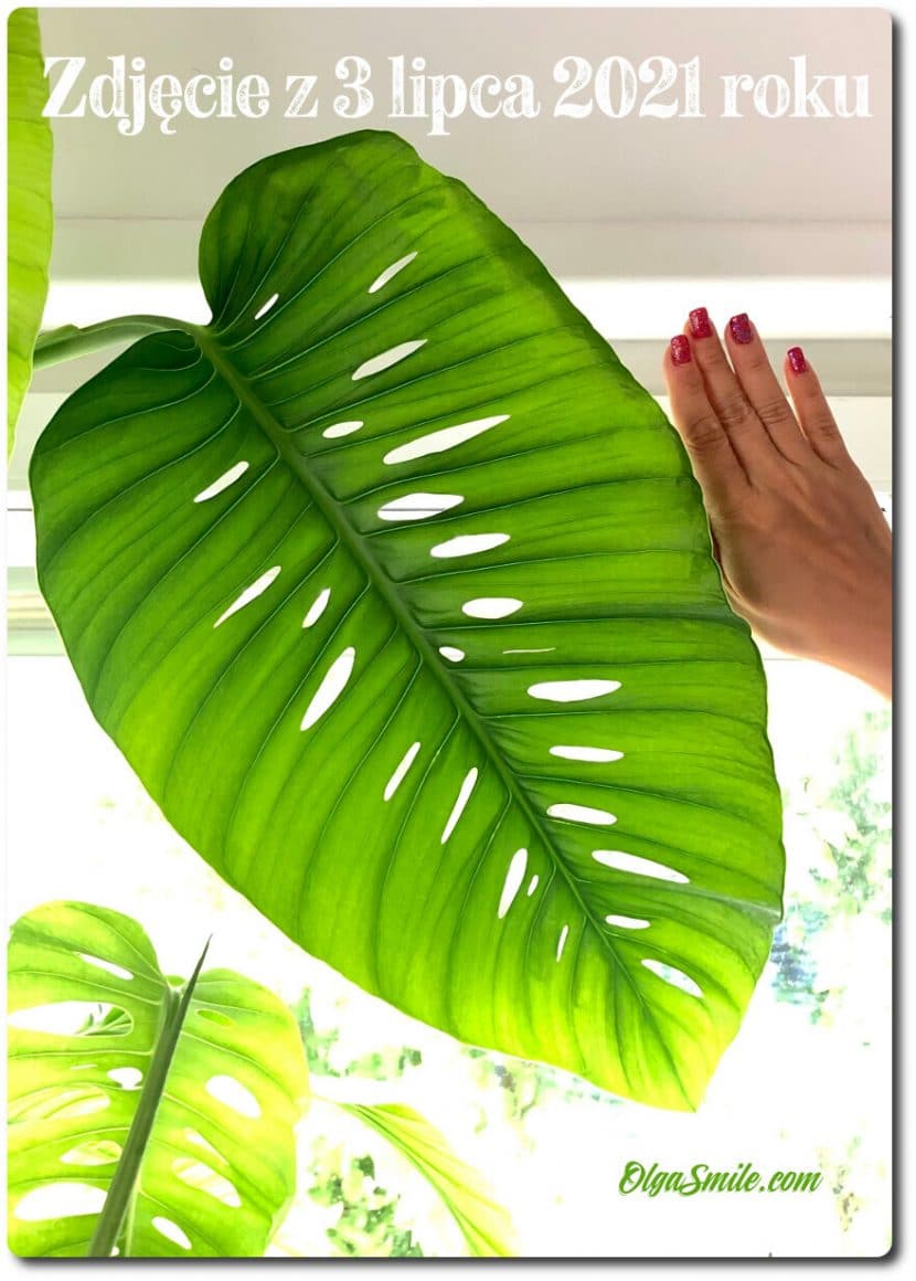 MONSTERA ADANSONII