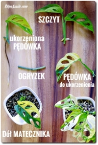 MONSTERA CO KUPIĆ?