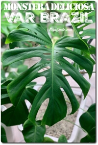 MONSTERA DELICIOSA var BRAZIL