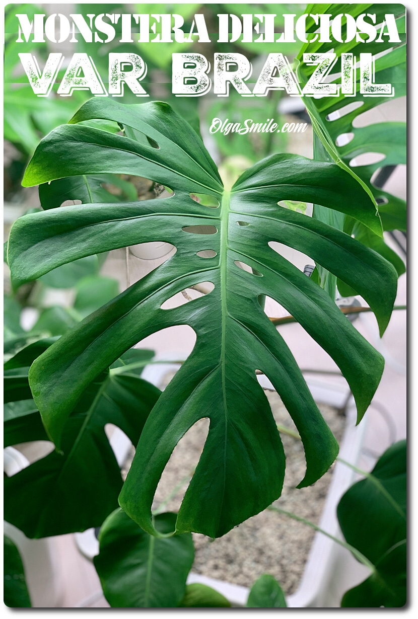 MONSTERA DELICIOSA var BRAZIL