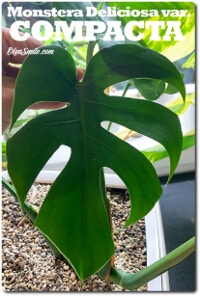 MONSTERA DELICIOSA var COMPACTA