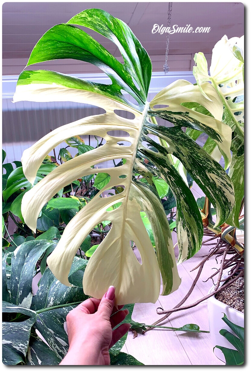 MONSTERA DELICIOSA VARIEGATA