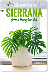 MONSTERA var SIERRANA MEXICAN form