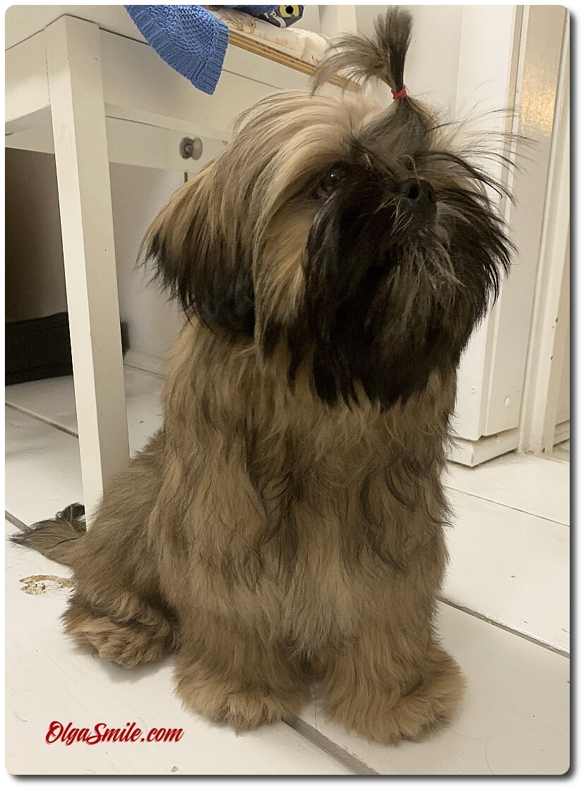 SHIH TZU OPIS I CHARAKTER