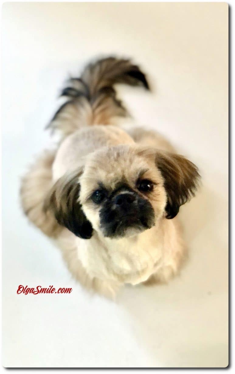 SHIH TZU OPIS I CHARAKTER