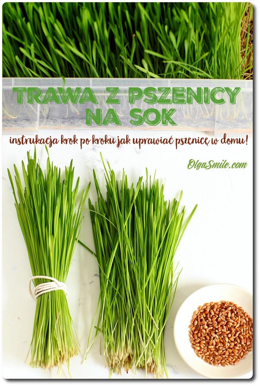 Juicy Wheat Grass Sok Z Trawy Pszenicznej W Proszku 110g Pukka Cena 148 99zl